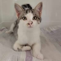 B'AOUT, chat à adopter
