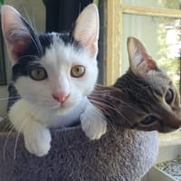 Manille, chatte à adopter