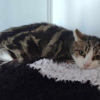 BASTIA, chatte à adopter