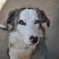 Bronx, chien à adopter