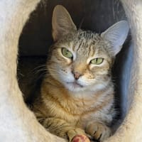 BICHETTE, chatte à adopter