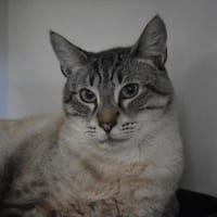 Nougat, chat à adopter