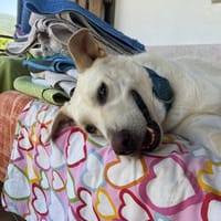 Nea, chienne à adopter