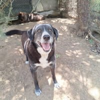 Angel, chien à adopter