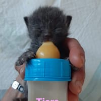 tiara, chatte à adopter