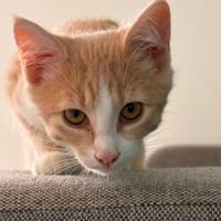 betsy, chatte à adopter