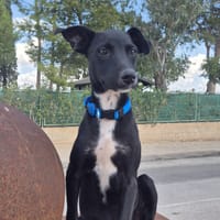 NEO (Martina), chien à adopter