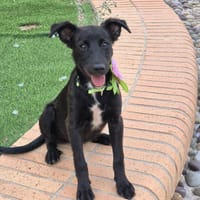 MOANA (Martina), chien à adopter