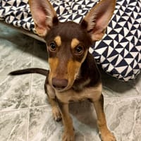 LOLA (Martina), chienne à adopter