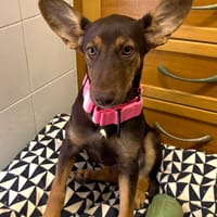 LILITH (Martina), chienne à adopter