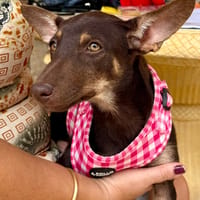 LEXIE (Martina), chienne à adopter