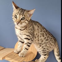 Nikie, chatte à adopter