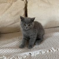 Calice, chatte à adopter