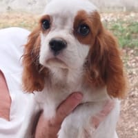 Nael, chien à adopter