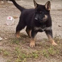 Jack, chien à adopter