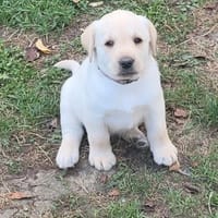 Bobi, chien à adopter