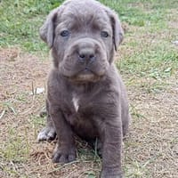 Max, chien à adopter