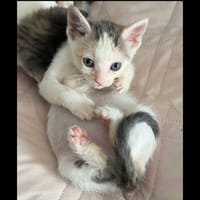 BLANCHE, chatte à adopter