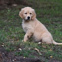 Baby, chienne à adopter