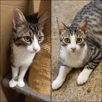 ODIN & OLYMPE, chat à adopter