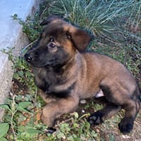 Ivana, chienne à adopter