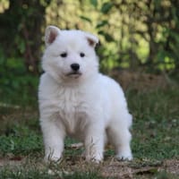 Maeva, chienne à adopter