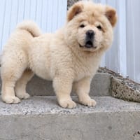 Miska, chienne à adopter