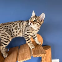 MiMie, chatte à adopter
