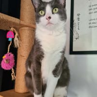 Silky, chatte à adopter