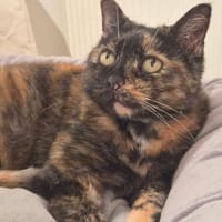 DUCHESSE, chatte à adopter