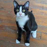 BEBEL, chat à adopter