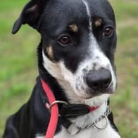 Malou  eine schüchterne Schönheit sucht ein Zuhause, Hündin zur Adoption