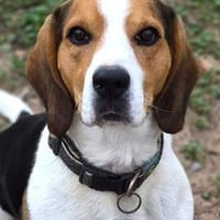 Rocky  ein echter Kerl mit Lernbedarf, Hund zur Adoption