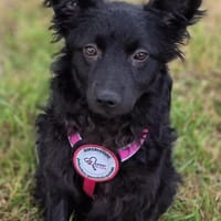 Marie sucht ihr Für-immer-Zuhause 🖤, Hündin zur Adoption
