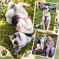 Youma - wartet in 99310 Arnstadt, Hündin zur Adoption