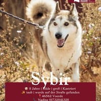 Sybir, Hund zur Adoption