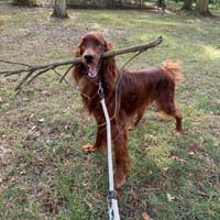 Toller Irish Setter Glenn sucht neues Zuhause, Hund zur Adoption