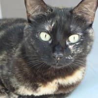 Menschenbezogene Katze Candy, Katze zur Adoption