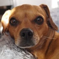 Maja sucht ein Zuhause, Hündin zur Adoption