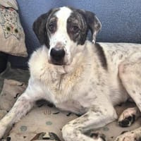 Oscar - seine Vermittlung ist sehr dringend, Hund zur Adoption