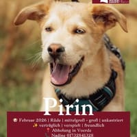 Pirin, Hund zur Adoption