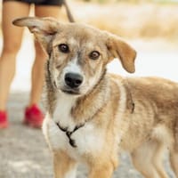 Izor, Hund zur Adoption