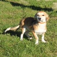Mimi - Traum vom eigenen Zuhause, Hündin zur Adoption