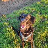Harley sucht ein zu Hause, Hund zur Adoption