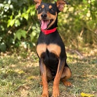 Kolumbusz -Kleiner Schatz mit ganz viel Herz, Hund zur Adoption