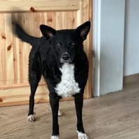 DRAC sucht DRINGEND Zuhause, Hund zur Adoption