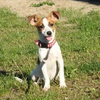 Hope - kleines Für-Immer-Körbchen gesucht, Hündin zur Adoption