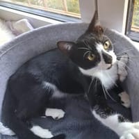 Albi  junges Kitten sucht liebevolles Zuhause, Kater zur Adoption