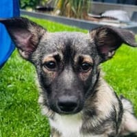 MIRA ist ein Schnuckelchen, Hündin zur Adoption