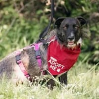 ROSETTA - auf Pflegestelle in Bayern, Hündin zur Adoption